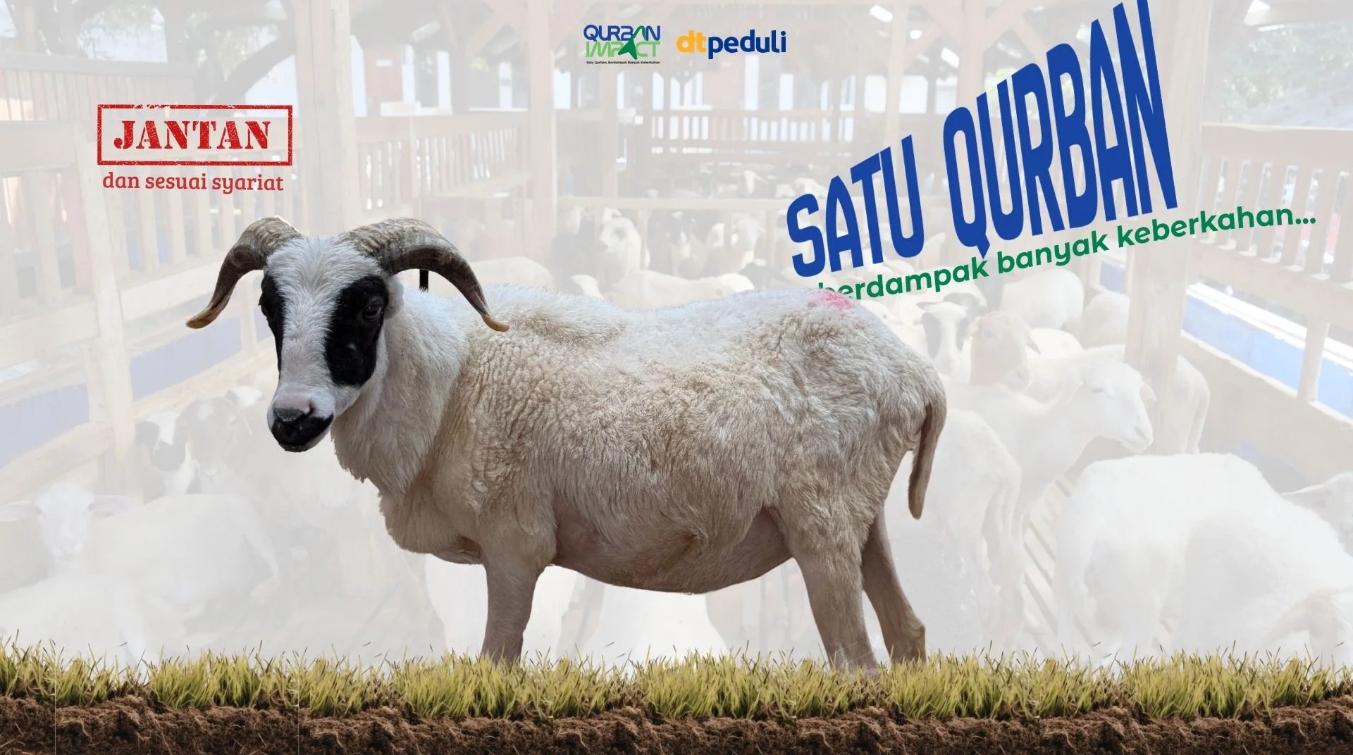 Domba / Kambing Super 1 Ekor