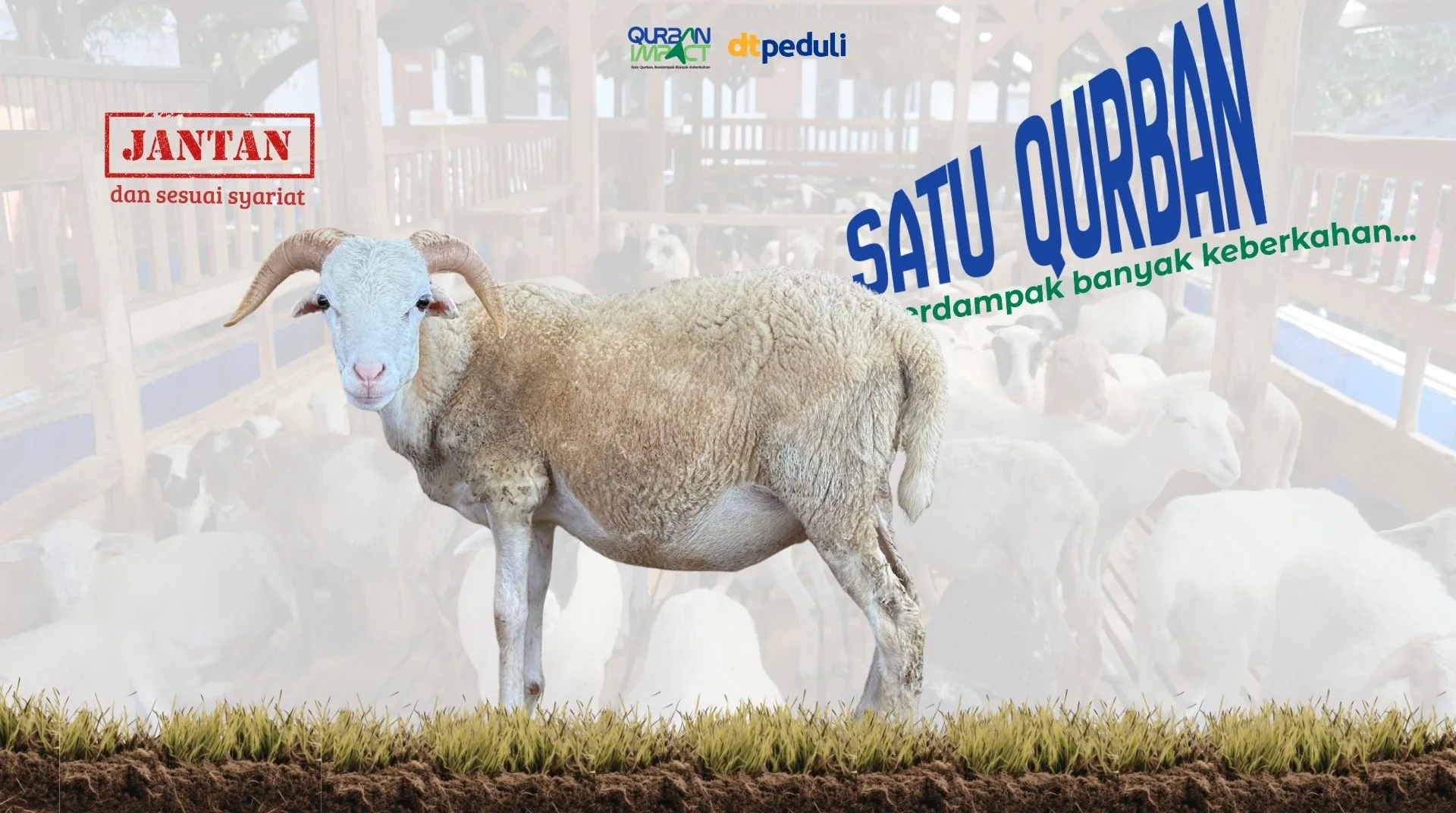Domba / Kambing Istimewa 1 Ekor