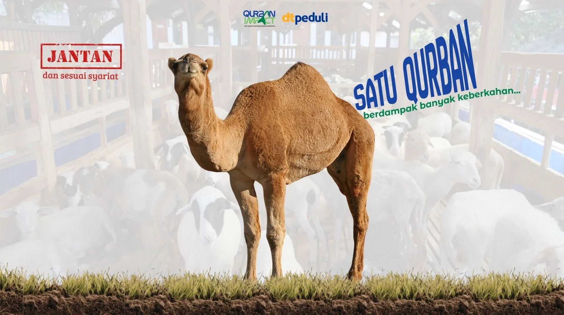 Qurban Unta Palestina
