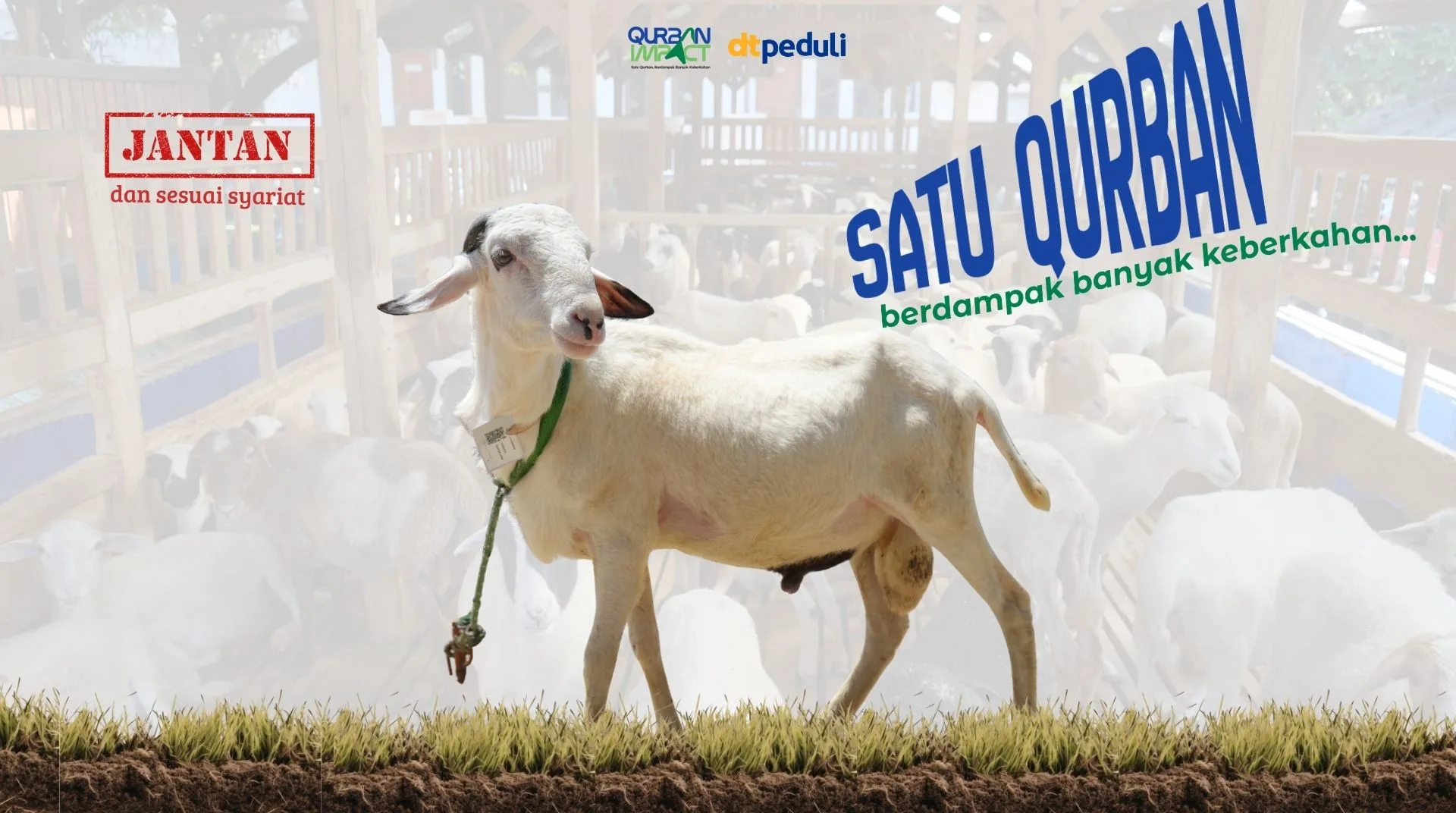Domba / Kambing Standard 1 Ekor